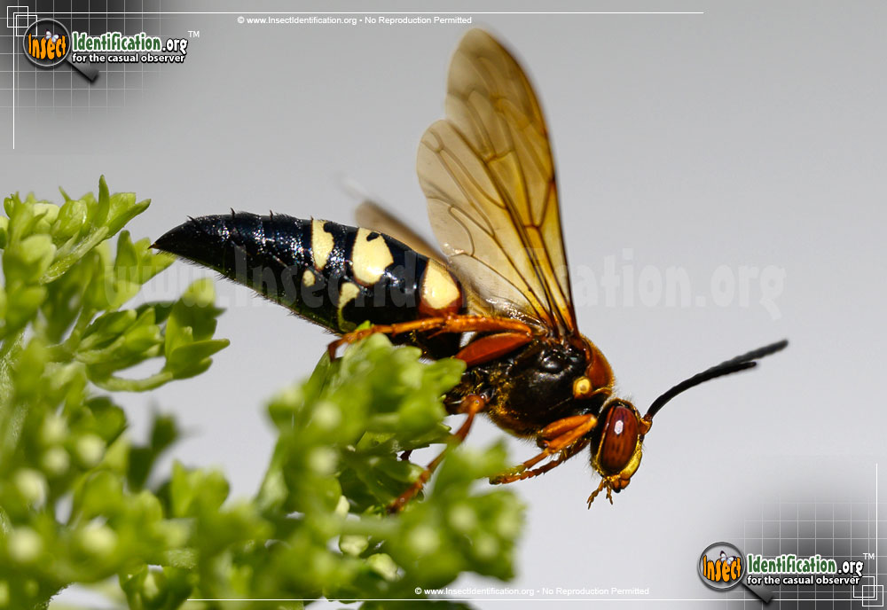Full-sized image #13 of the Cicada-Killer
