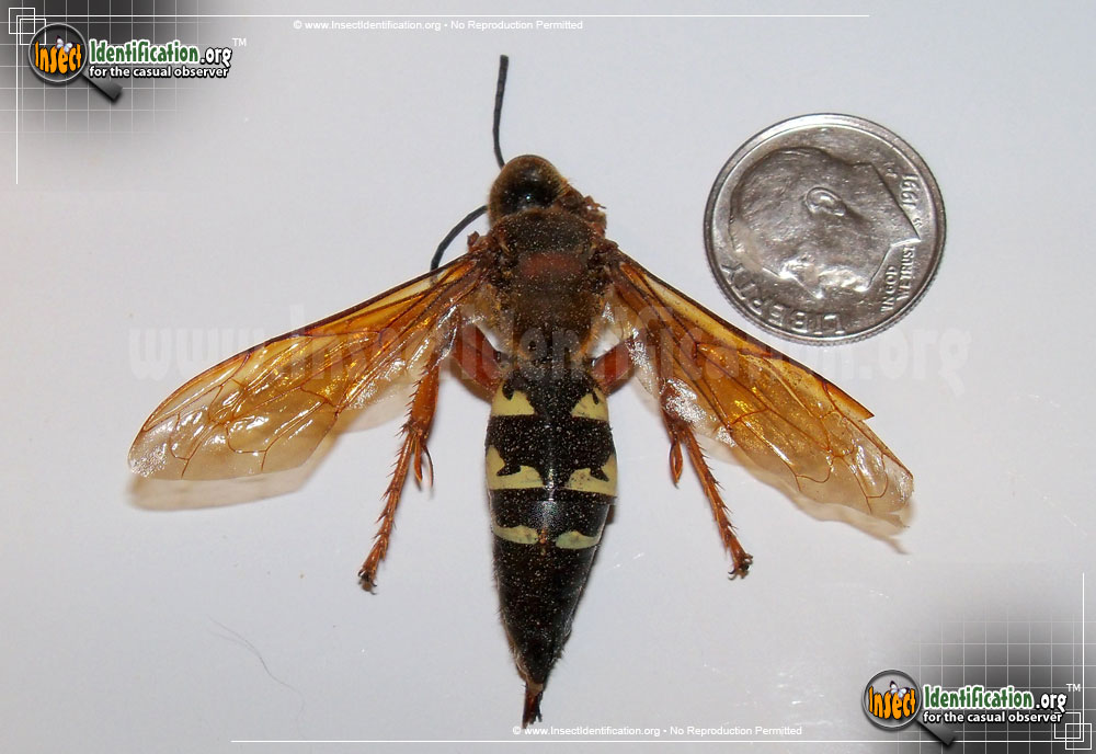 Full-sized image #3 of the Cicada-Killer