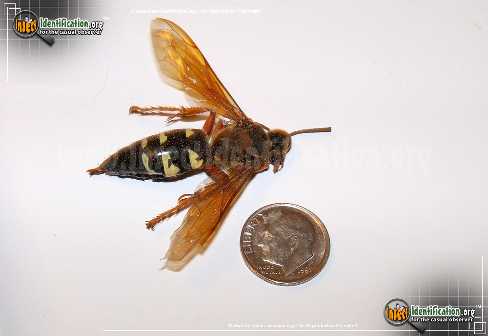 Full-sized image #11 of the Cicada-Killer