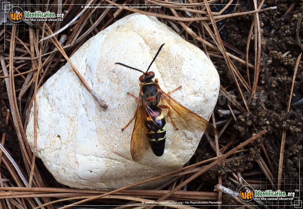 Full-sized image #7 of the Cicada-Killer