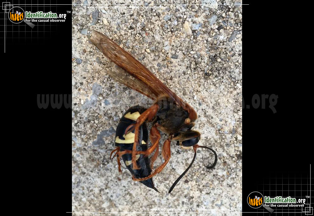 Full-sized image #6 of the Cicada-Killer