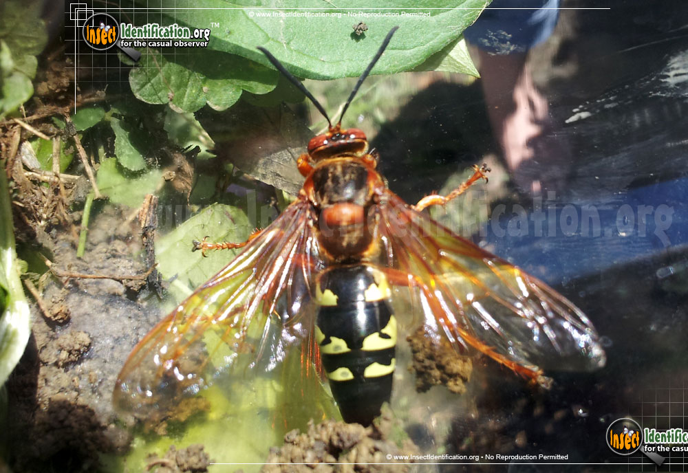 Full-sized image of the Cicada-Killer