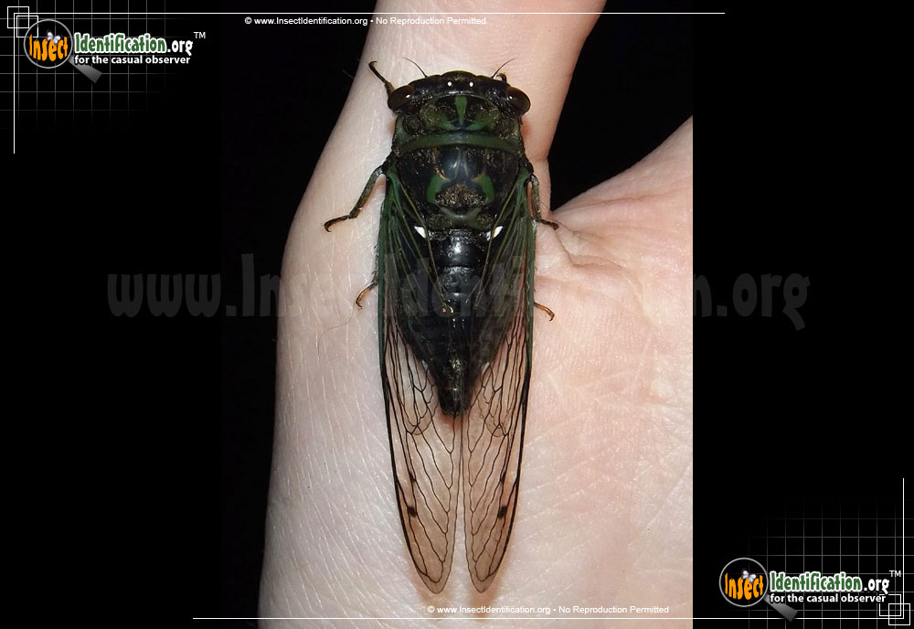 Full-sized image #2 of the Cicada