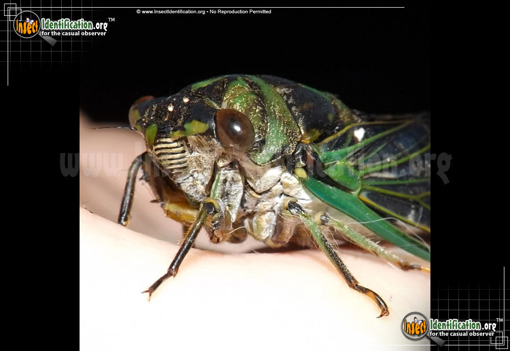 Full-sized image #4 of the Cicada