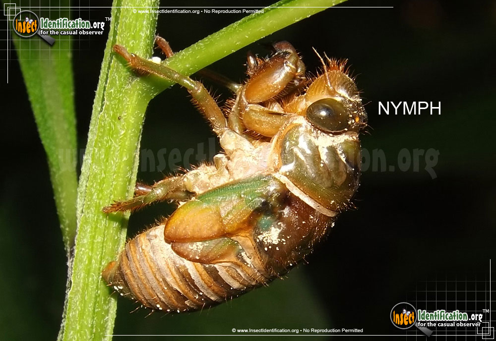 Full-sized image #5 of the Cicada