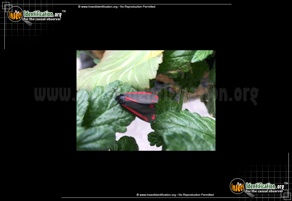 Full-sized image of the Cinnabar-Moth