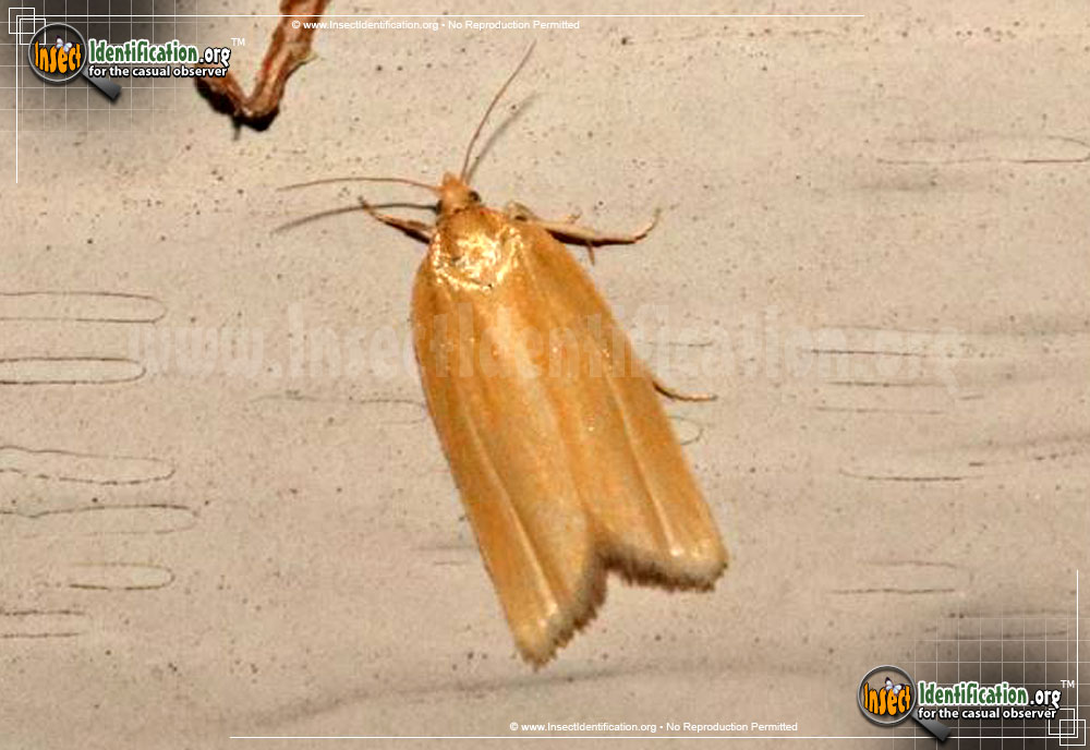 Full-sized image of the Clemens-Clepsis-Moth