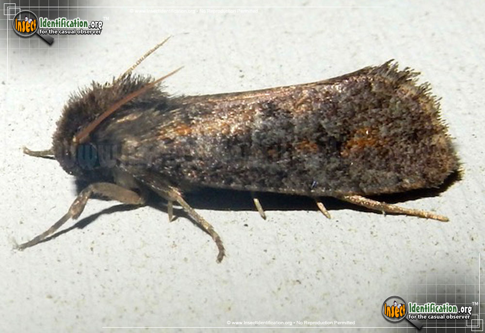 Full-sized image of the Clemens-Grass-Tubeworm-Moth