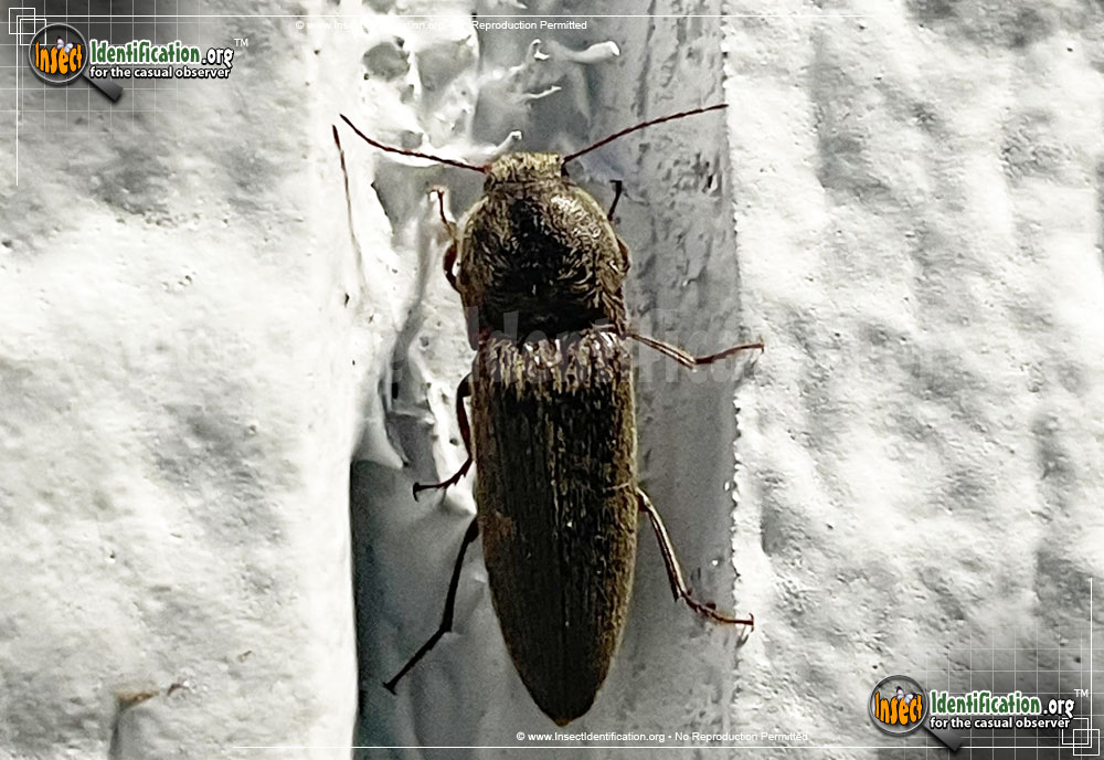 Full-sized image of the Click-Beetle