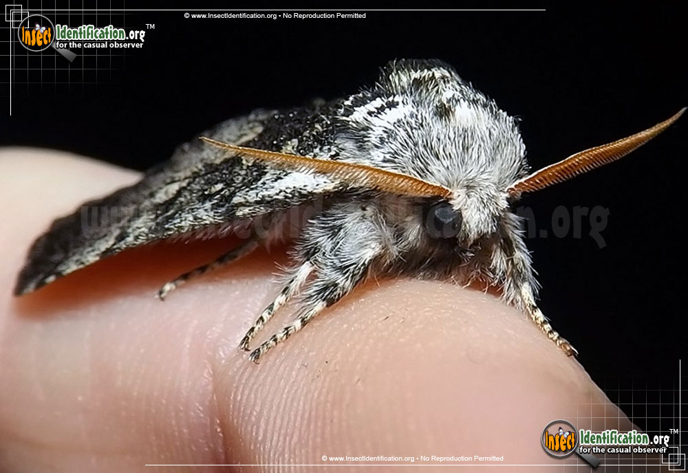 Full-sized image #2 of the Close-Banded-Yellowhorn-Moth