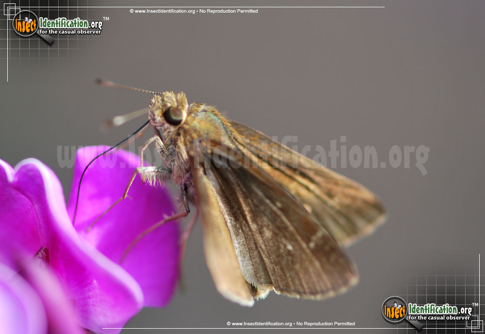 Full-sized image #5 of the Clouded-Skipper-Butterfly