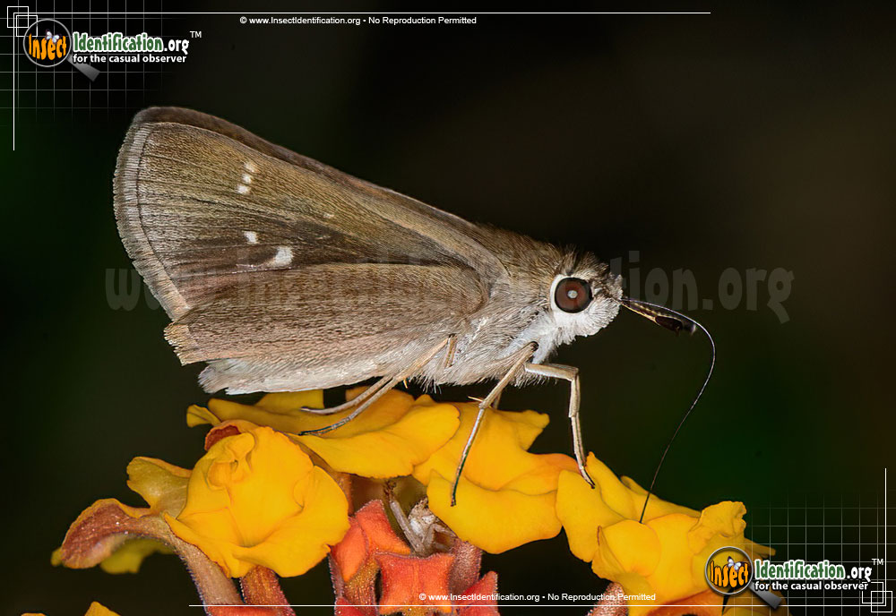 Full-sized image of the Clouded-Skipper-Butterfly