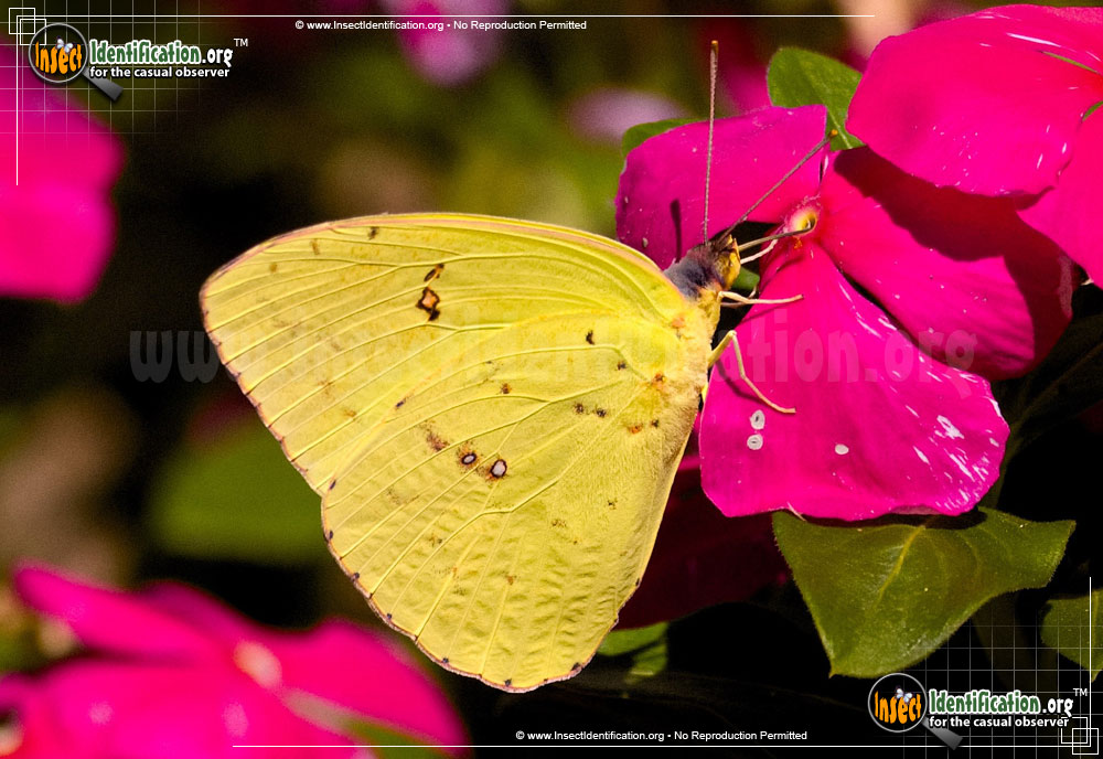 Full-sized image of the Clouded-Sulphur-Butterfly