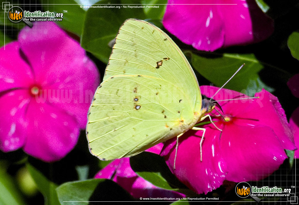 Full-sized image #2 of the Clouded-Sulphur-Butterfly