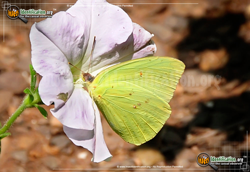 Full-sized image of the Cloudless-Sulphur-Butterfly