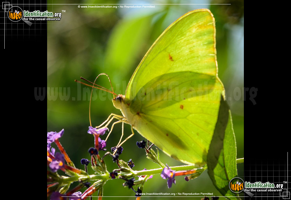Full-sized image #5 of the Cloudless-Sulphur-Butterfly