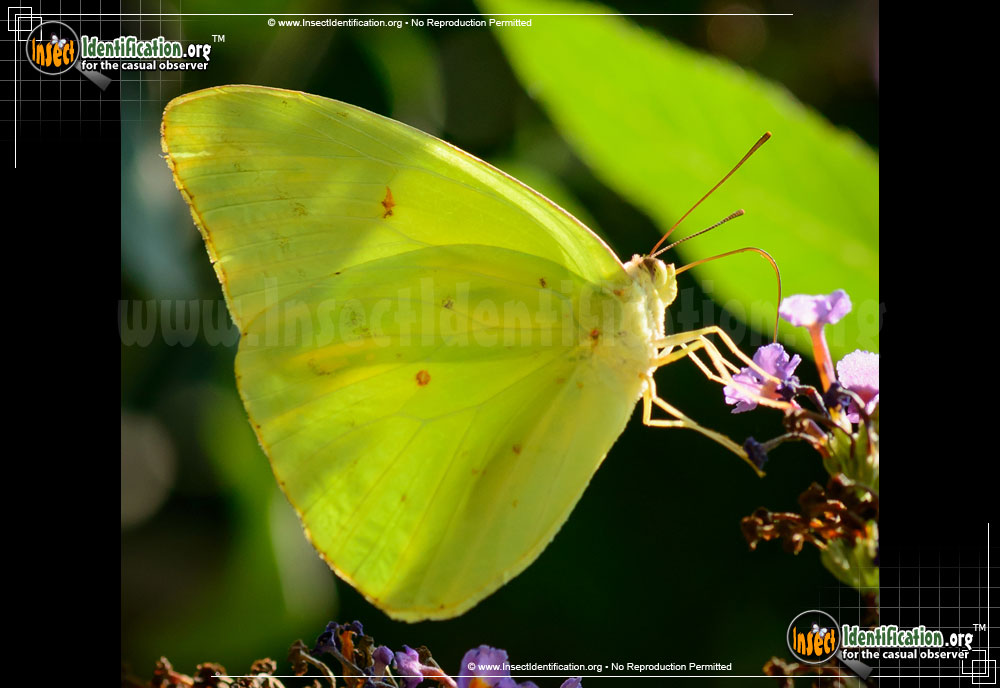 Full-sized image #3 of the Cloudless-Sulphur-Butterfly