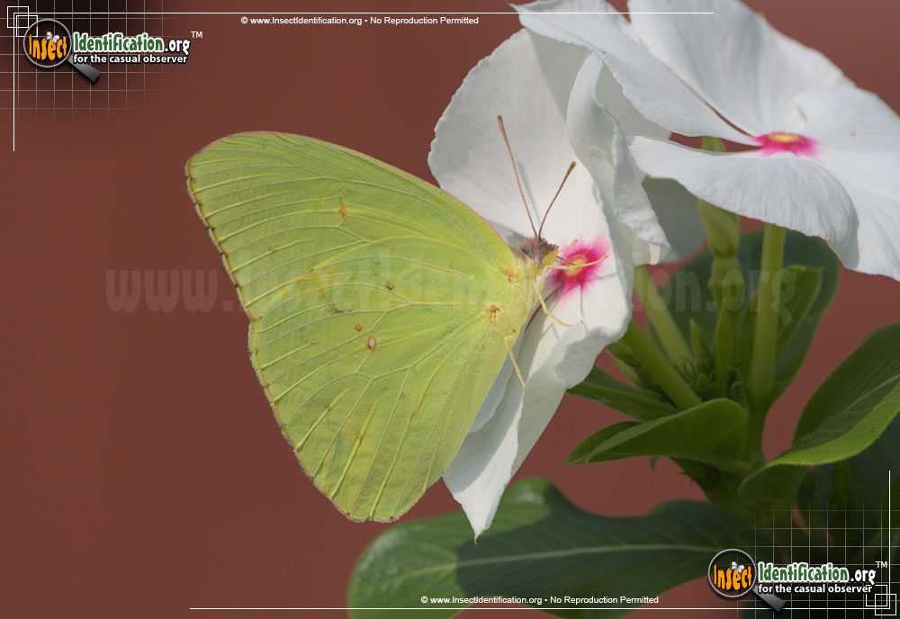 Full-sized image of the Cloudless-Sulphur-Butterfly