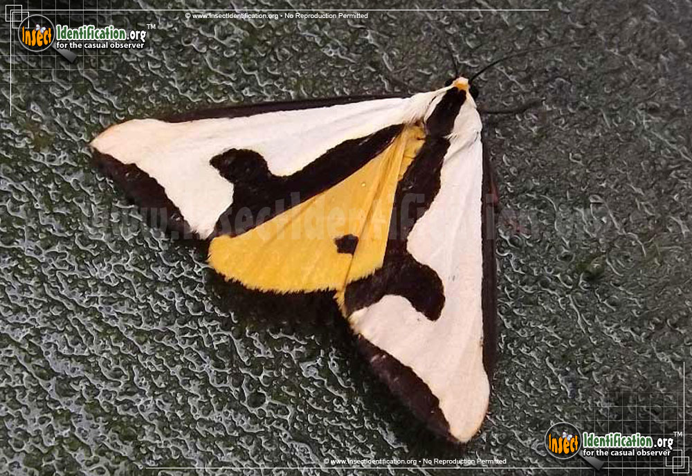 Full-sized image #2 of the Clymene-Haploa-Moth