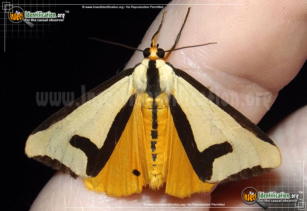 Full-sized image #3 of the Clymene-Haploa-Moth