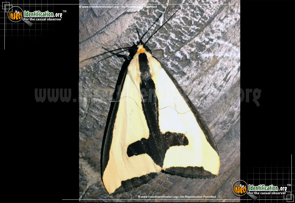 Full-sized image #4 of the Clymene-Haploa-Moth