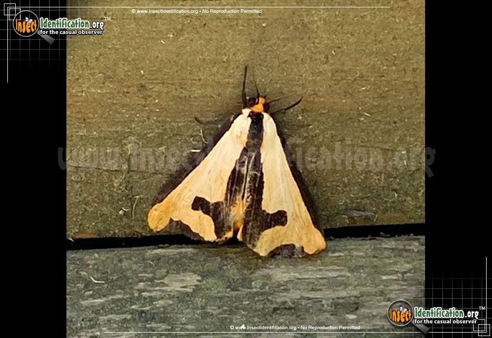 Full-sized image #5 of the Clymene-Haploa-Moth