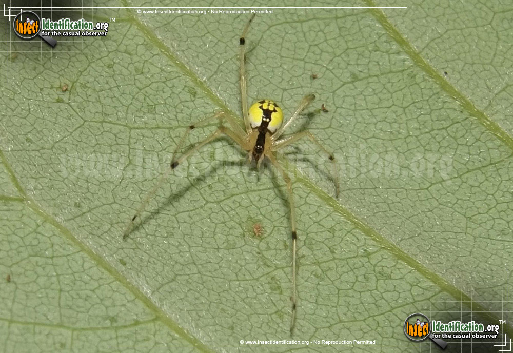 Full-sized image of the Cobweb-Spider-Theridion