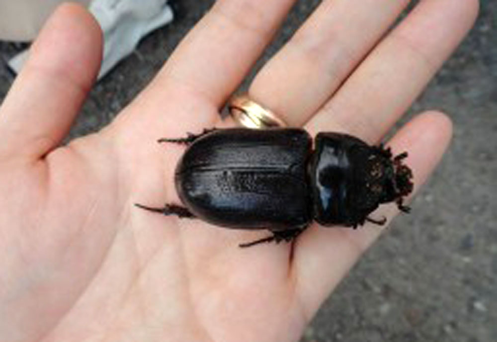 Full-sized image of the Coconut-Rhinoceros-Beetle