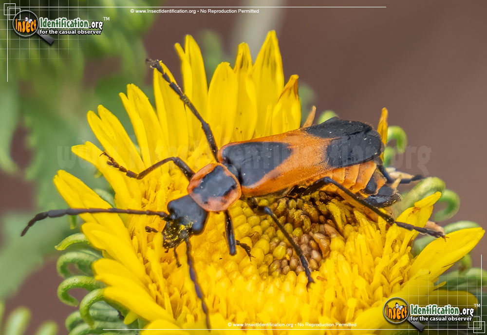 Full-sized image of the Colorado-Soldier-Beetle