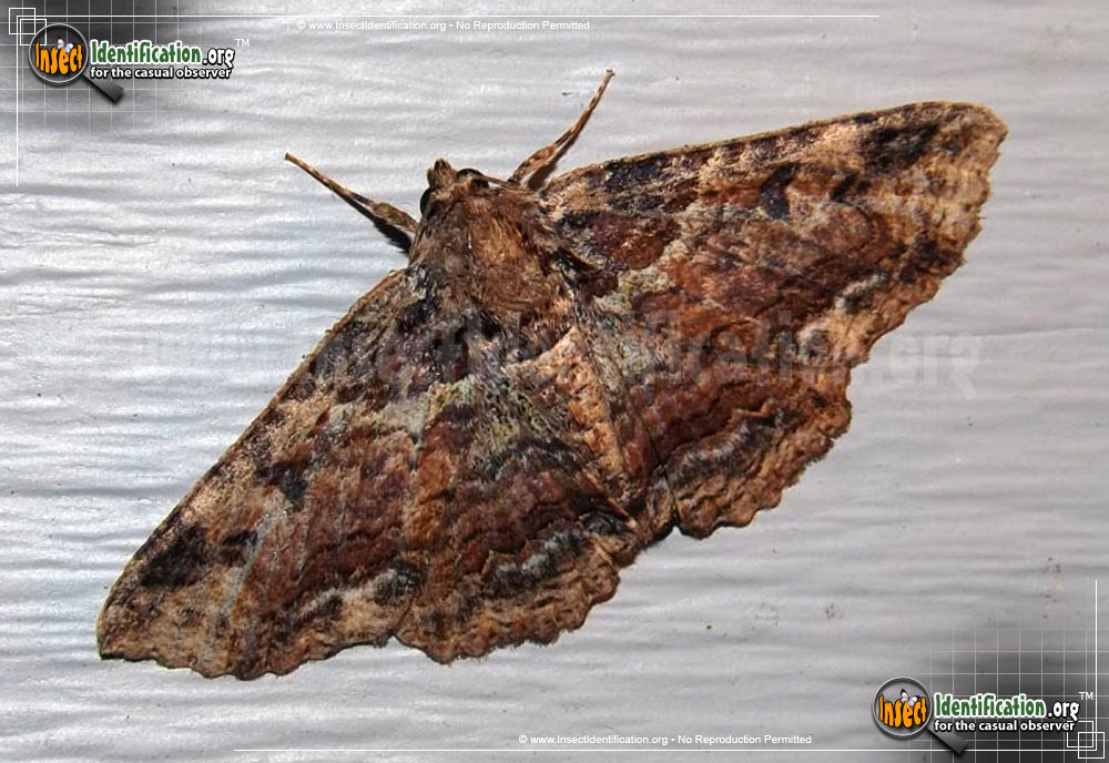 Full-sized image #4 of the Colorful-Zale-Moth