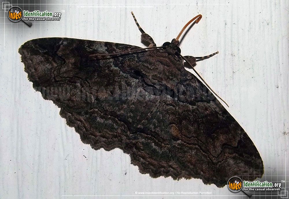 Full-sized image #5 of the Colorful-Zale-Moth