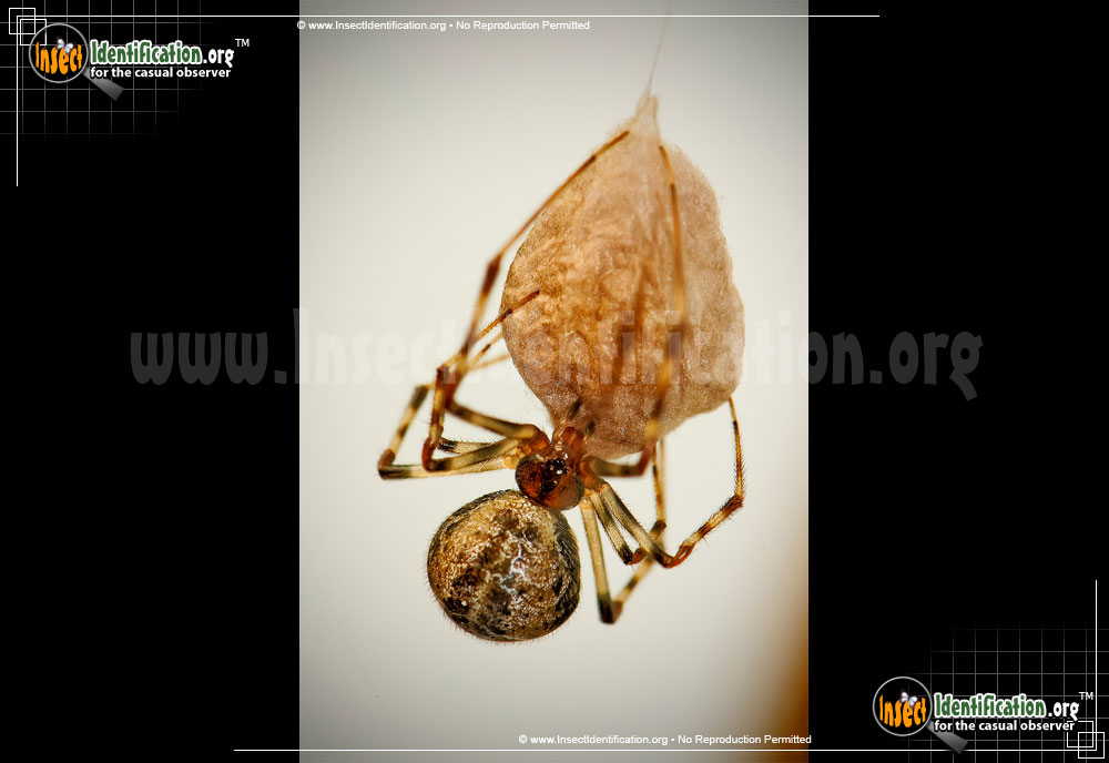 Full-sized image of the Comb-Clawed-Spider