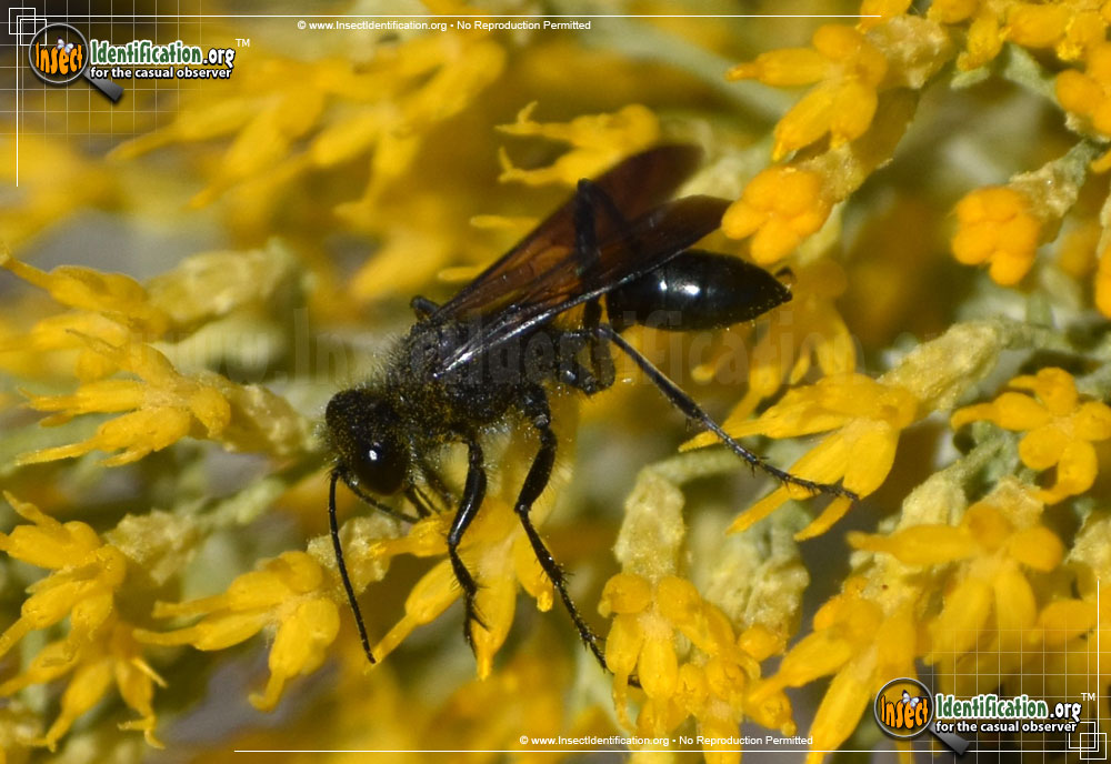Full-sized image of the Common-Blue-Mud-Dauber-Wasp