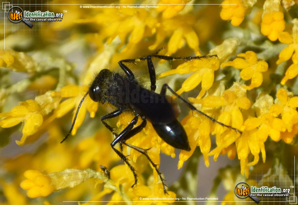 Full-sized image #3 of the Common-Blue-Mud-Dauber-Wasp