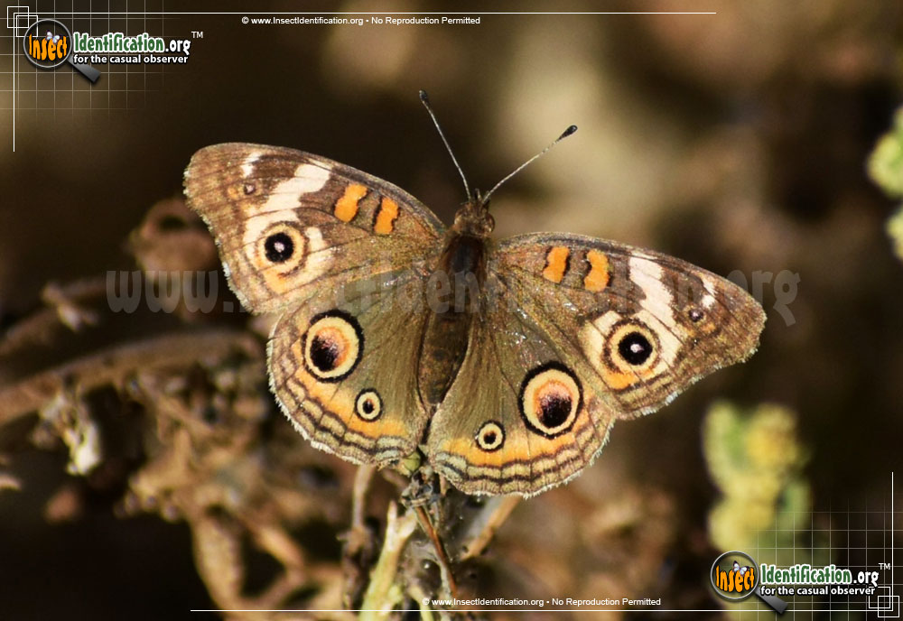 Full-sized image #8 of the Common-Buckeye-Butterfly
