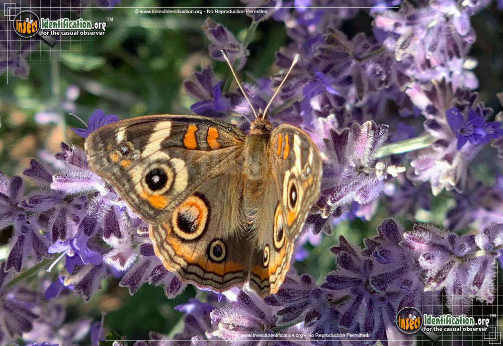 Full-sized image #10 of the Common-Buckeye-Butterfly