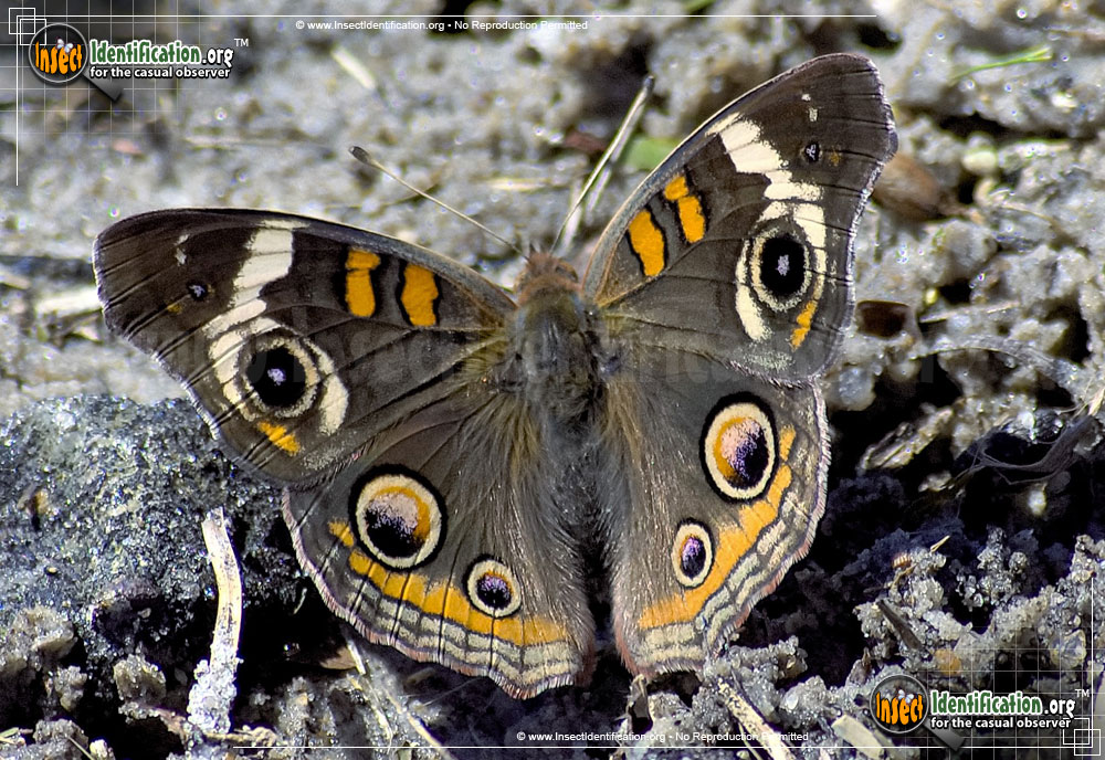 Full-sized image #12 of the Common-Buckeye-Butterfly