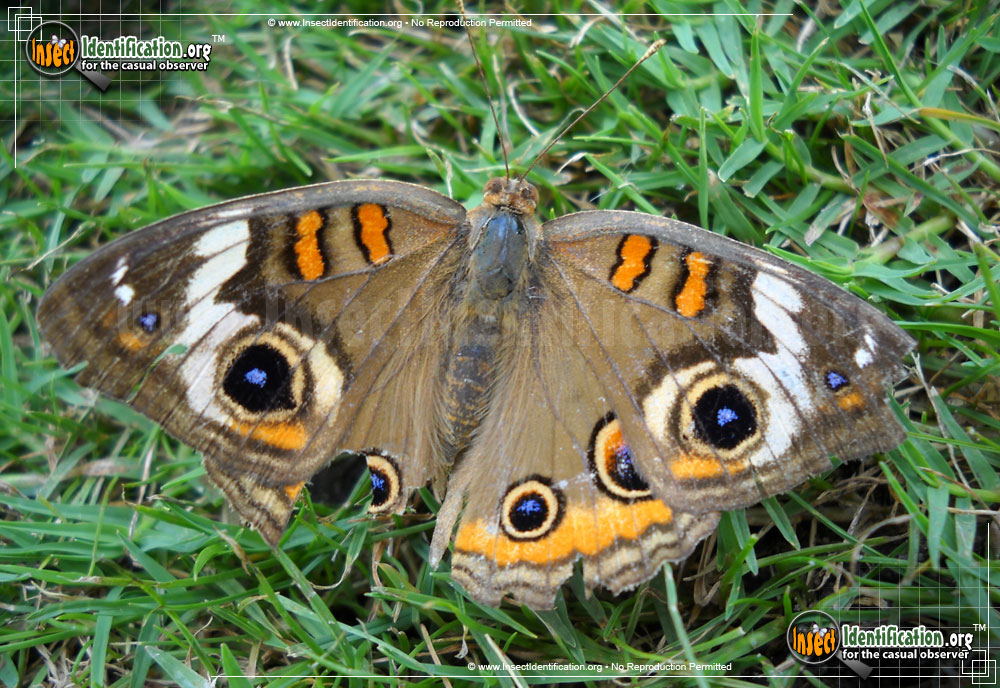 Full-sized image #14 of the Common-Buckeye-Butterfly