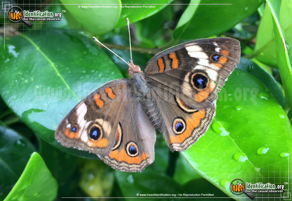 Full-sized image #6 of the Common-Buckeye-Butterfly