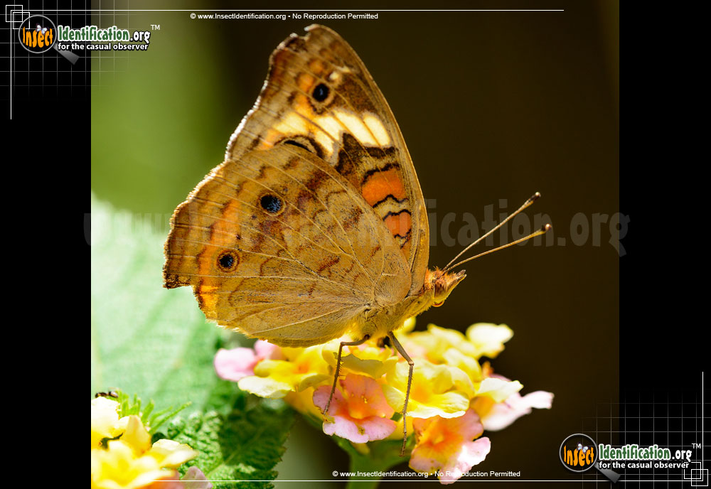 Full-sized image #5 of the Common-Buckeye-Butterfly