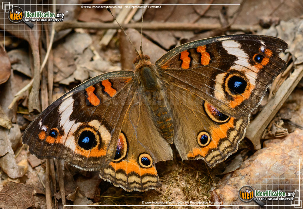 Full-sized image #9 of the Common-Buckeye-Butterfly