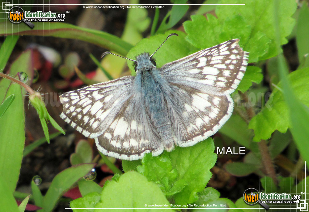 Full-sized image of the Common-Checkered-Skipper