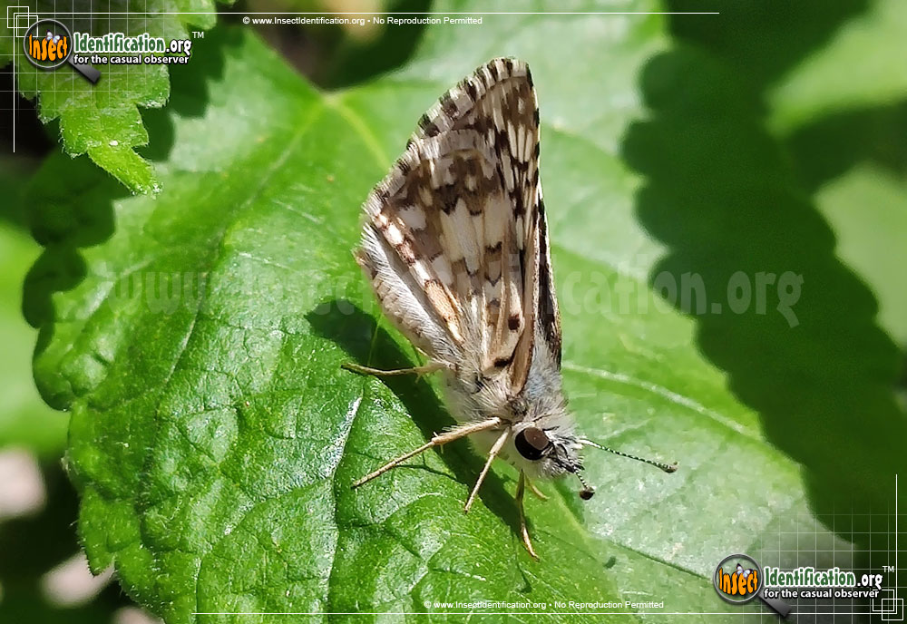 Full-sized image #4 of the Common-Checkered-Skipper