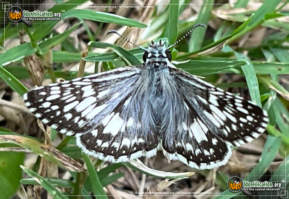 Full-sized image #10 of the Common-Checkered-Skipper