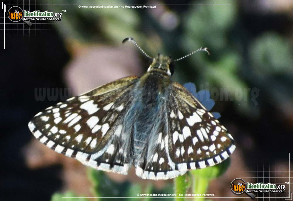 Full-sized image #8 of the Common-Checkered-Skipper