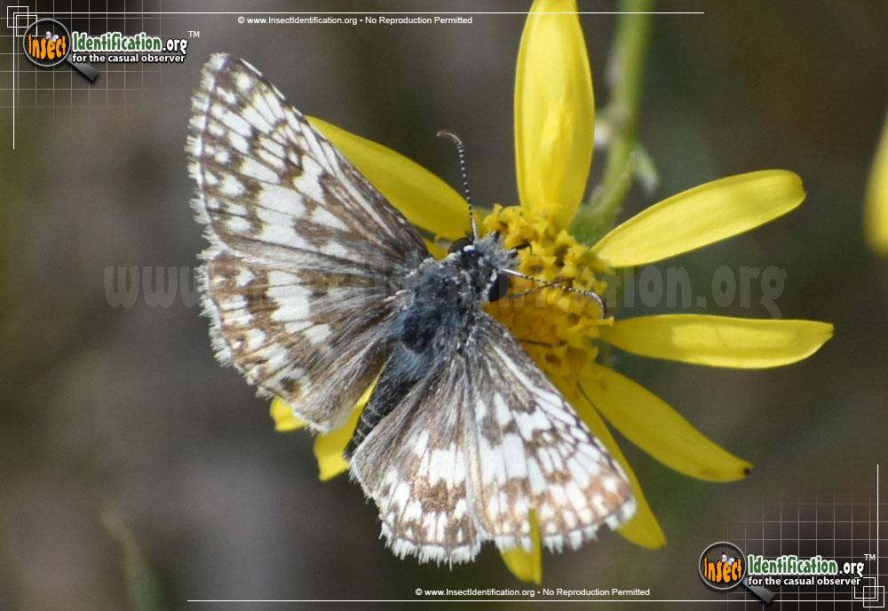 Full-sized image #13 of the Common-Checkered-Skipper