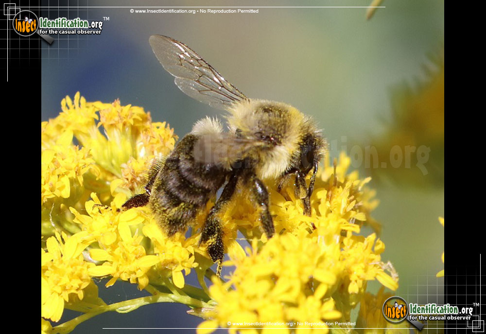 Full-sized image #9 of the Common-Eastern-Bumble-Bee