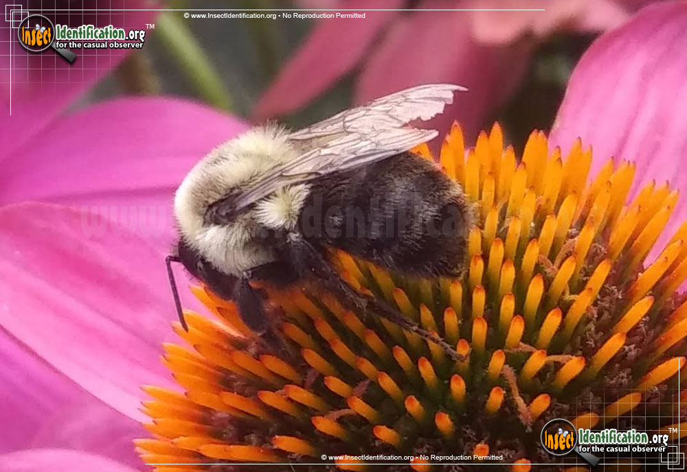 Full-sized image #8 of the Common-Eastern-Bumble-Bee