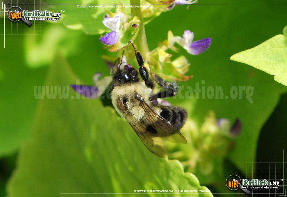 Full-sized image of the Common-Eastern-Bumble-Bee