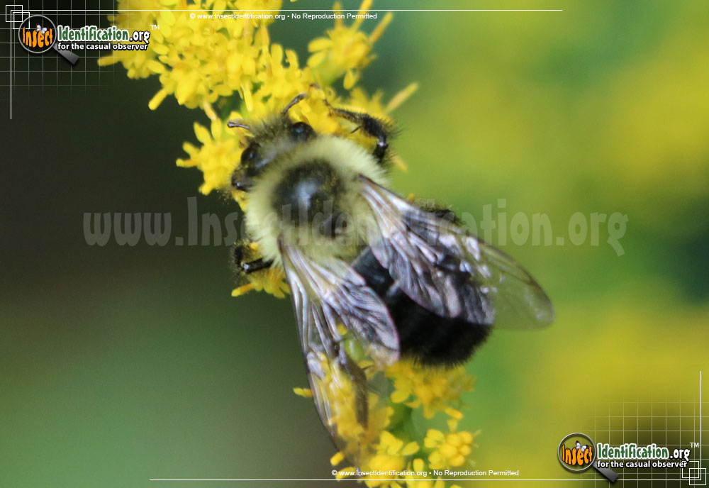 Full-sized image #10 of the Common-Eastern-Bumble-Bee